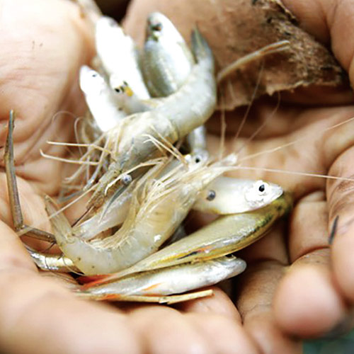 ¿Son realmente INAGOTABLES los recursos pesqueros?
